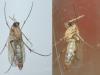 Phronia conformis